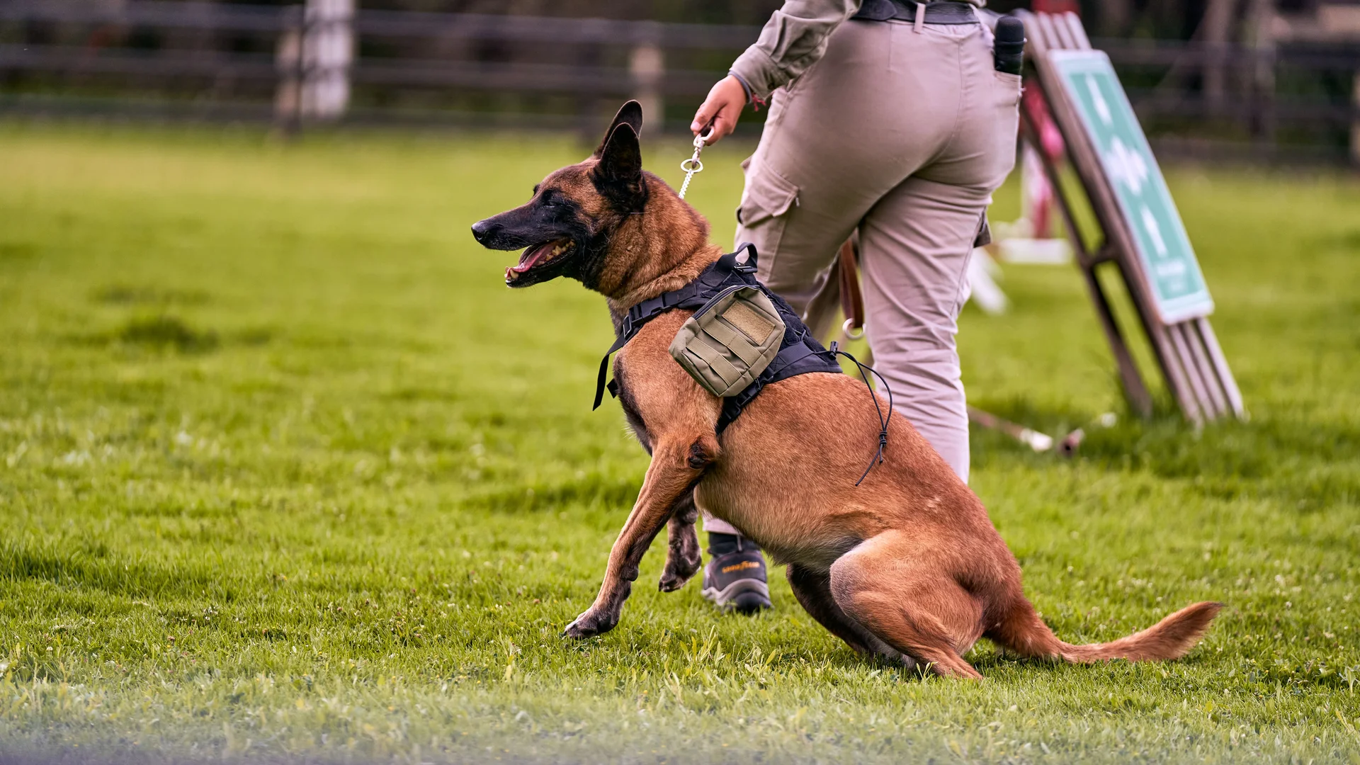 Hero Hound Saves Stranded Man